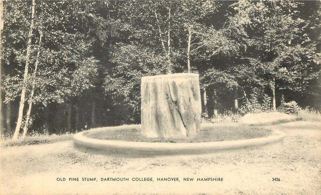 Hanover New Hampshire~Dartmouth College~Old Pine Stump~1910 B&W Postcard