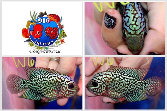 3 Inch King Kamfa Live Flowerhorn #W6