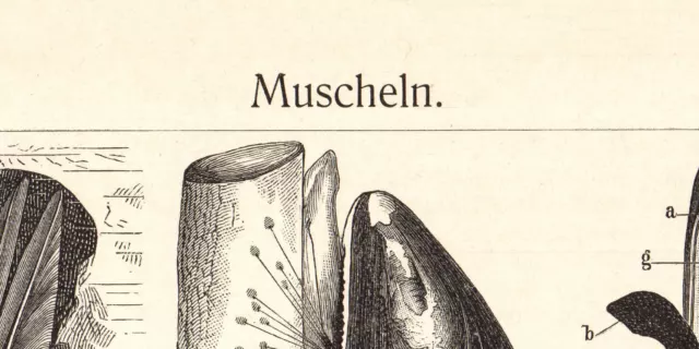 Muscheln historischer Druck Holzstich ca. 1906 Bildtafel Zoologie Weichtiere 3