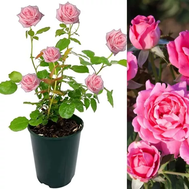 Rose Bush Pink Fire - Floribunda Pink Hybrid Tea Rose in a 3L Pot