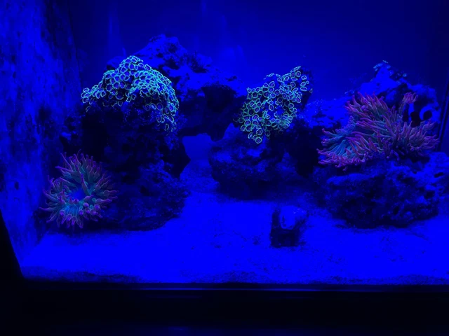 Fluval 10531 Sea EVO Marine Aquarium Tank Kit 2