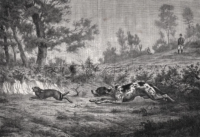 Dog German Shorthaired Pointer, Large 1870s Antique Engraving Print & Article