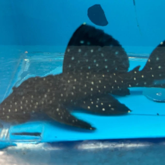 Vampire pleco L-240 4" in length live tropical fish