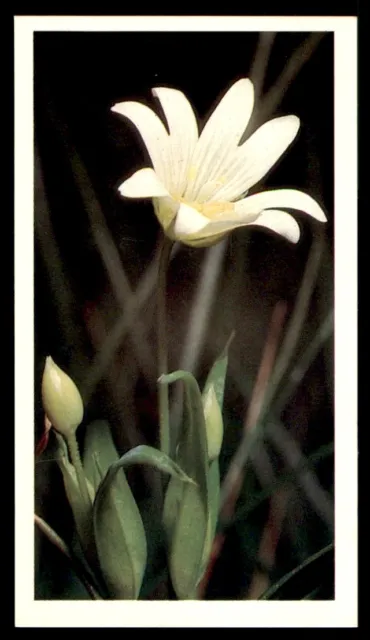 Grandee Britain's Wild Flowers 1986 - Greater Stitchwort Stellaria holostea No.5