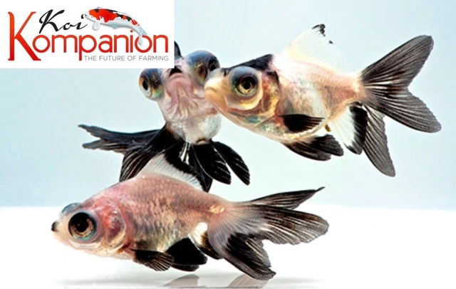 1/3/5X Panda Butterfly Telescope Goldfish Pond Aquarium Freshwater Koi Kompanion