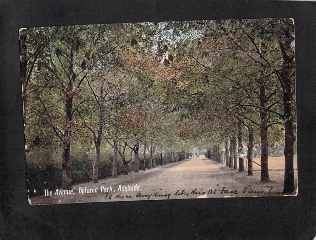B6910 Australia SA Adelaide Botanic Park PUc1907 vintage postcard