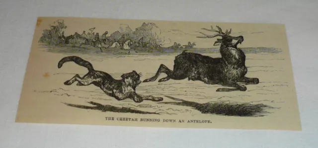 1879 Rivista Incisione ~ Ghepardo Corsa Down Un Antilope