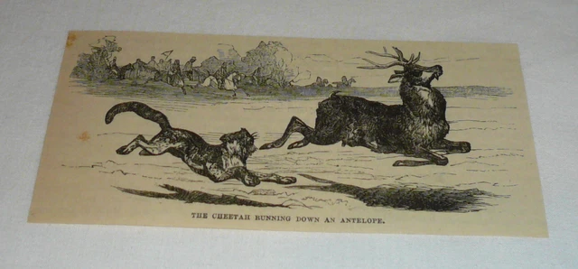 1879 magazine engraving ~ CHEETAH RUNNING DOWN AN ANTELOPE