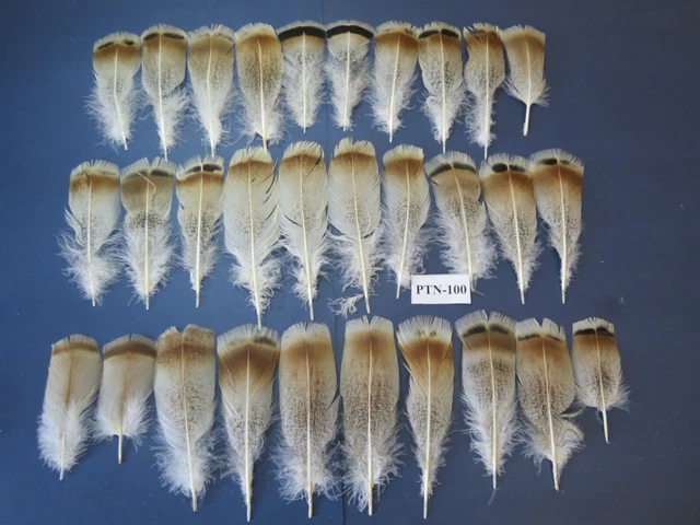 30 pcs Natural Turkey Pre-Tail Feathers, Fly tying, Exotic Feathers (PTN-100) 30 pcs Natural Turkey Pre-Tail Feathers, Fly tying, Exotic Feathers (PTN-100)