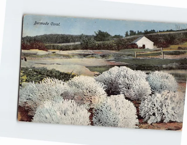 Postcard Bermuda Coral Bermuda British Overseas Territory