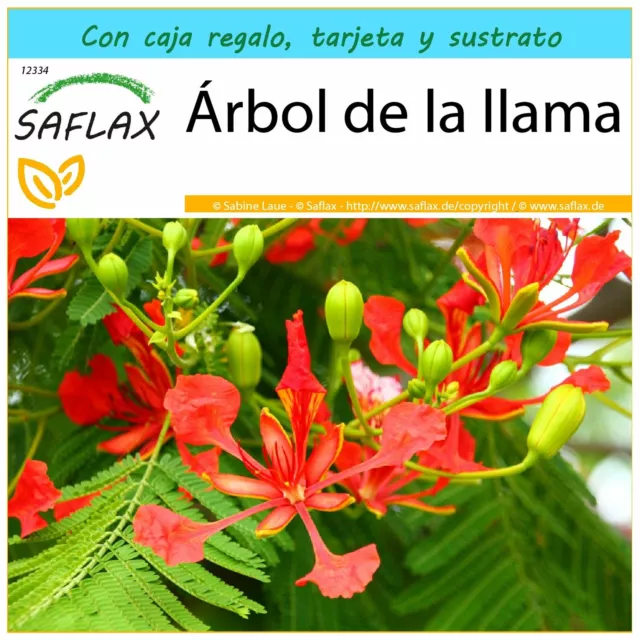 SAFLAX Set regalo - Árbol de la llama - 6 semillas - Delonix
