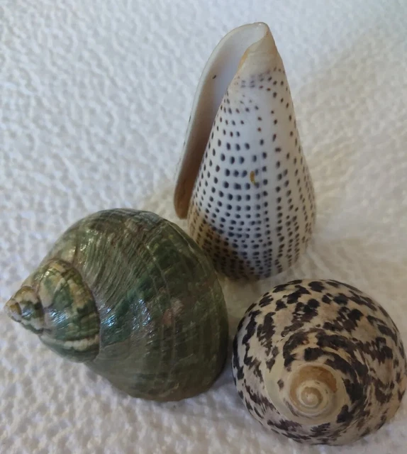 Lot de 4 camées coquillages réhaussés de... - Lot 23 - Lemon