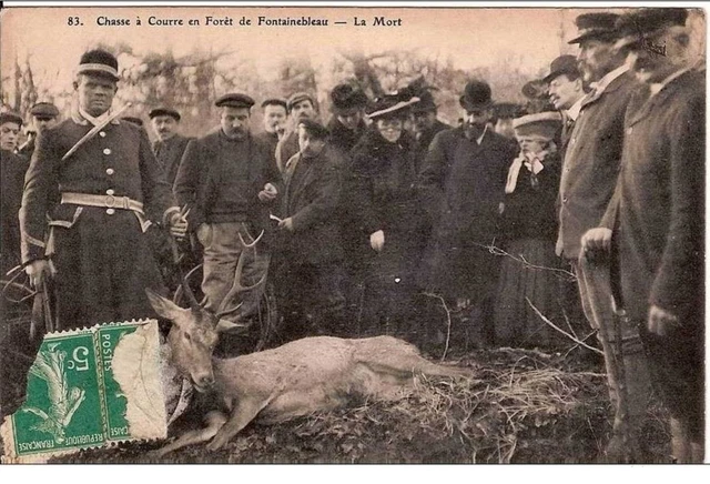 37 RALLY JUIGNE chasse à courre la curée aux cinq chênes forêt de