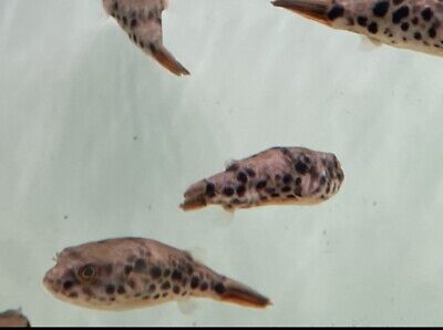 LIVE TROPICAL Fish~Spotted Congo Puffer Tetraodon schoutedeni  1.5-2 Inches