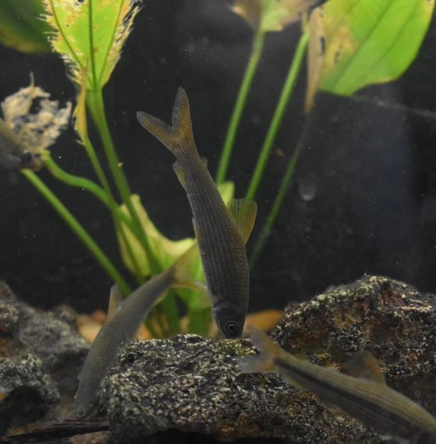 Live Pseudanos Winterbottomi (2.5" Rare Freshwater Fish) *PLS READ DESCR* 3