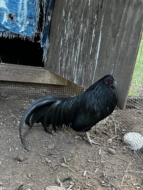 Black Sumatra Bantam Hatching Eggs 12++ NPIP-AI PT CLEAN