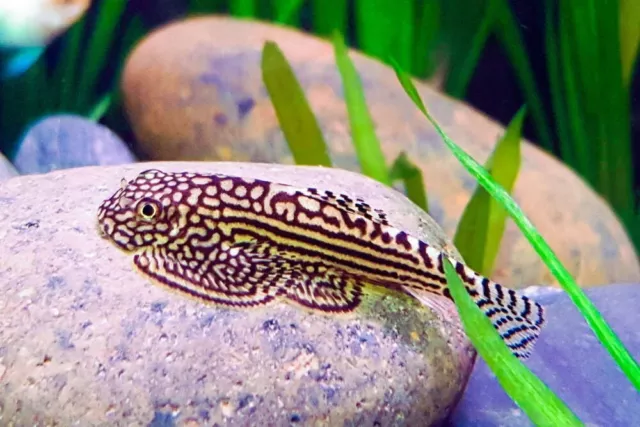 PACK OF 2 -  Dazzling Medium Goldring Butterfly Hillstream Loach - Algae Eater