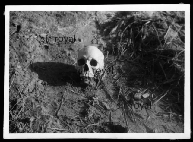 Lahore in Pakistan 1959 - Menschlicher Totenkopf im Feld - 1950er - Foto 9x7cm