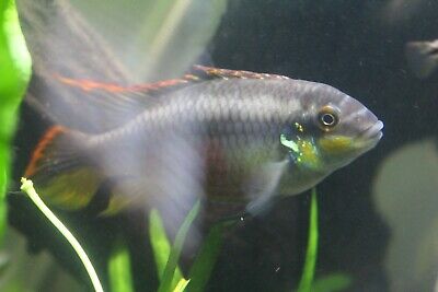 Male Kribensis Rainbow Dwarf Cichlid ~3 Inches Young Adult Live Freshwater Fish