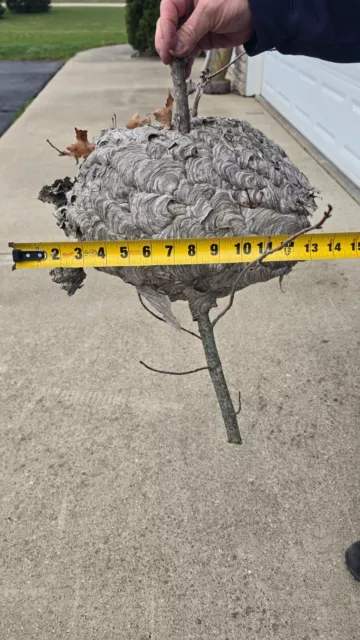 Large Bald Face Hornets Paper Wasp Bee Hive Nest On Branch