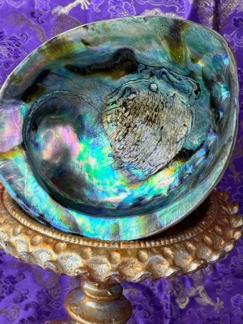 New Zealand Iridescent Rainbow Paua Abalone Shell For Display, Crafts & Incense