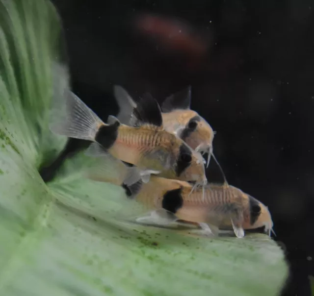 Live 1" Panda Corydora Catfish (Pack of 3 Aquarium Fish) PLS READ DESCR