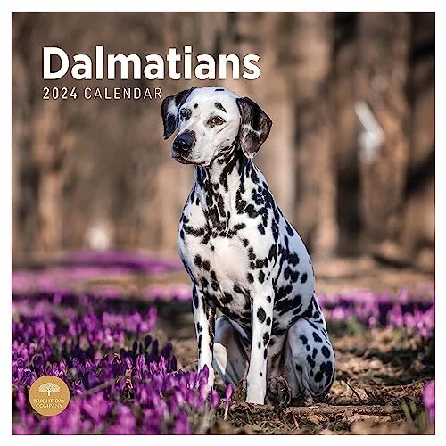 2024 DALMATIANS MONTHLY Wall Calendar by Bright Day 12 x 12 Inch Cute