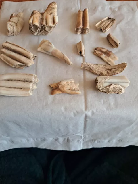 Lote dientes animales prehistóricos enterramientos.