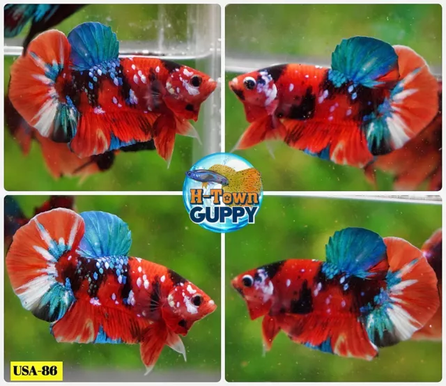 USA86 - Live Betta Fish - High Quality Grade  - Nemo Candy Koi Tiger Galaxy