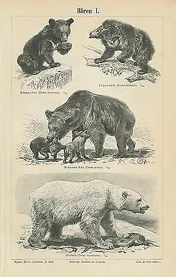 Bären 2 originale Tafeln von 1902 & Text Panda Waschbär Eisbär Braunbär Zxz 1902