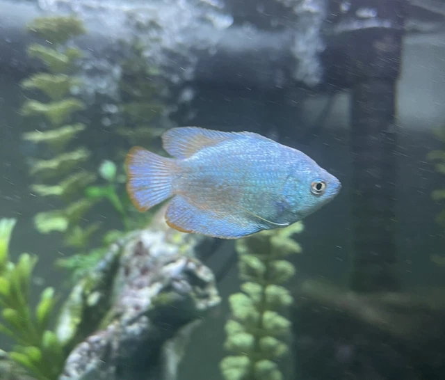 POWDER BLUE DWARF GOURAMI LIVE FISH FOR AQUARIUM (Trichogaster lalius)