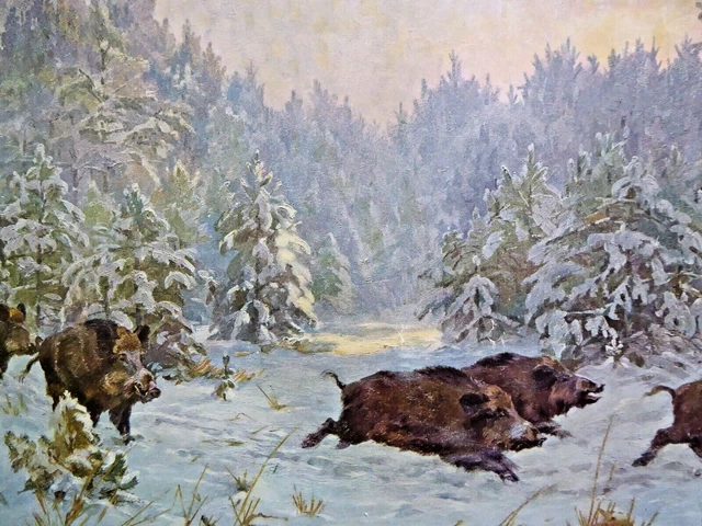 Vintage Wild und Hund 7. 2. 1913 Wilde Sauen im Treiben Bild
