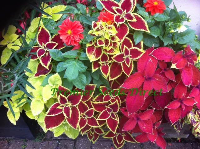 Flower Coleus Wizard Mix  70 Finest Seeds  Stunning Foliage 3