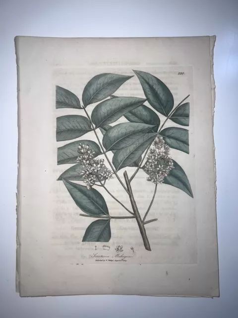 2nd Ed Woodville Medical Botany 1810 H/C Botanical Engraving Mahogany Tree