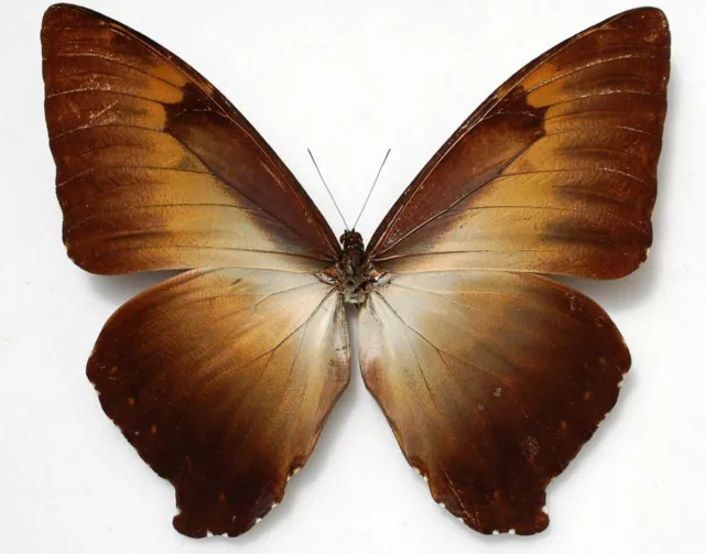 Male Morpho cisseis ssp !!  from Ucayali Peru