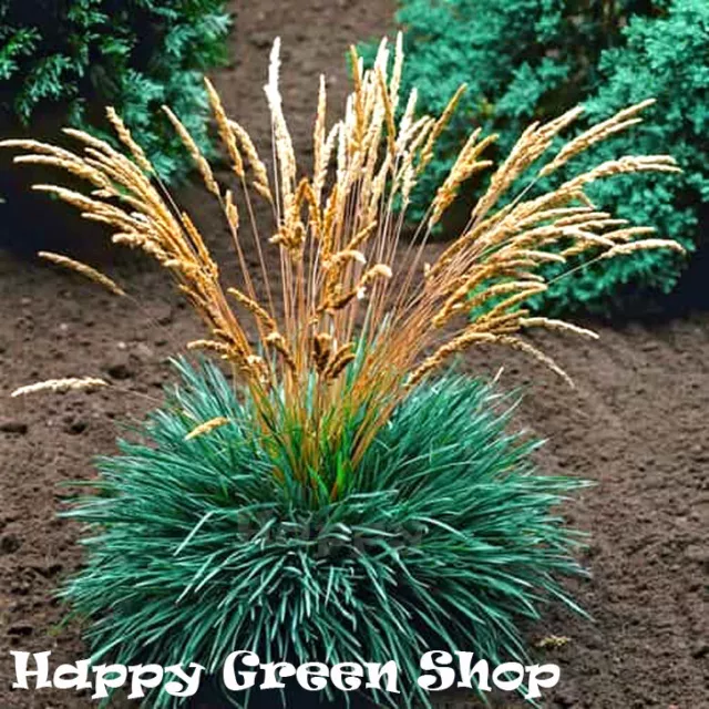 Blue Hair Grass - 300 seeds - Koeleria glauca - Perennial grass