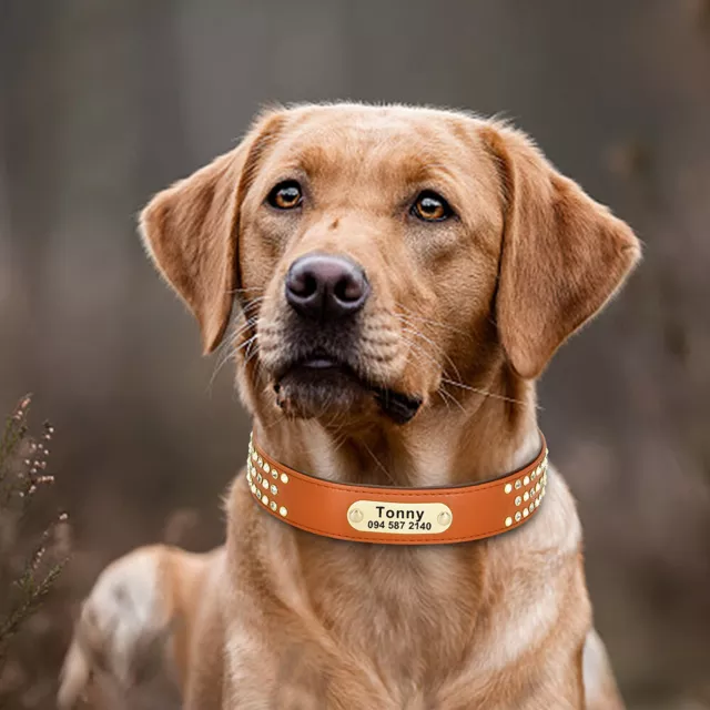 Engraved Pet Dog Collar Rhinestone Personalised With Name Adjustable Small Large 3