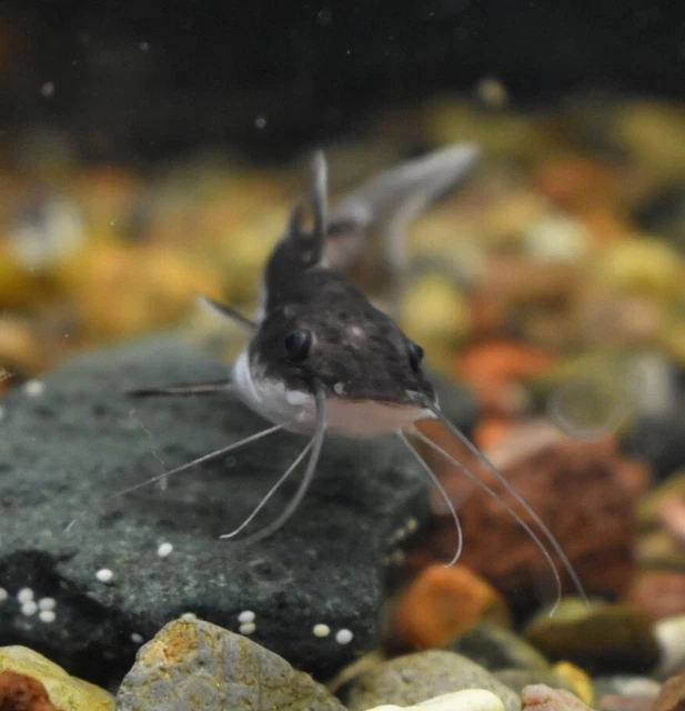 Live Redtail Shovelnose Hybrid Catfish (2" Aquarium Fish) *PLS READ DESCR*
