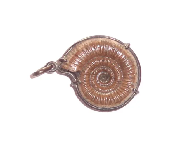 Pendentif en excellente ammonite pyritisée, Mikhailov, Russie #petit