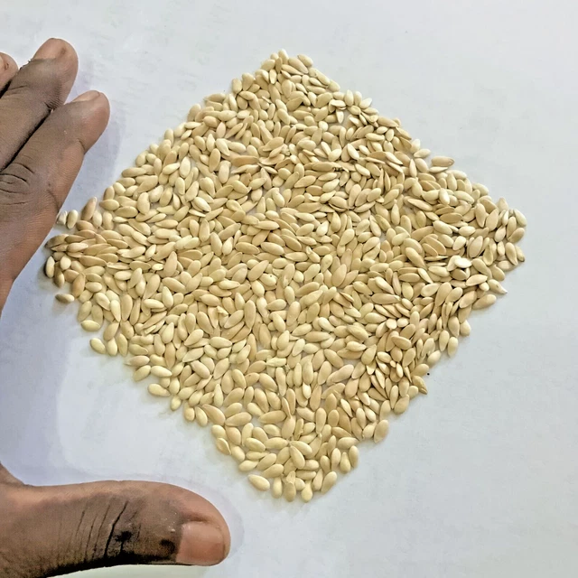 COOKING MELON KAKIRI Dosakaya Melon Dosakai Indian Cucumber 50+ Seeds