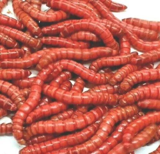 LIVE RED GIANT Mealworms Free Shipping Live Arrival Guarantee $9.99 -  PicClick