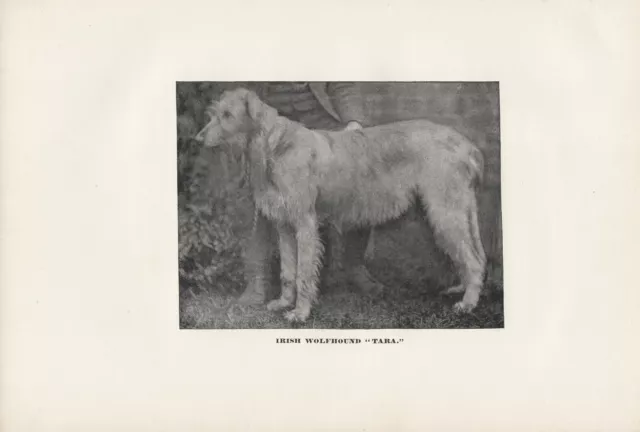 Irish Wolfhound Old Antique 1898 Named Dog Print