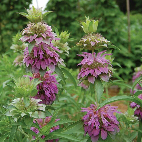 Lemon Mint Seeds | Non-GMO | Herb Seeds | Seed Store | Free Shipping | 1131
