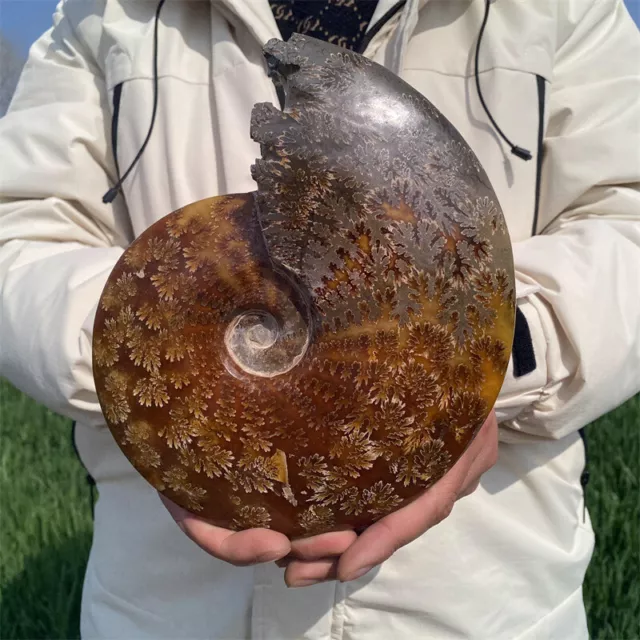 Natural 3.74LB Ammonite Fossil Reiki Crystal Specimen Mineral Decor Crystal Gift