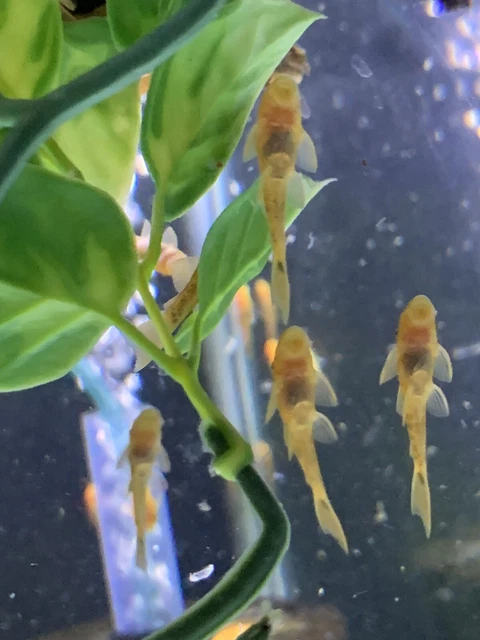 SUPER RED Bristlenose Pleco Plecostomus 1.25 -1.5inch (7 Pack) -Live-No Shipping 3