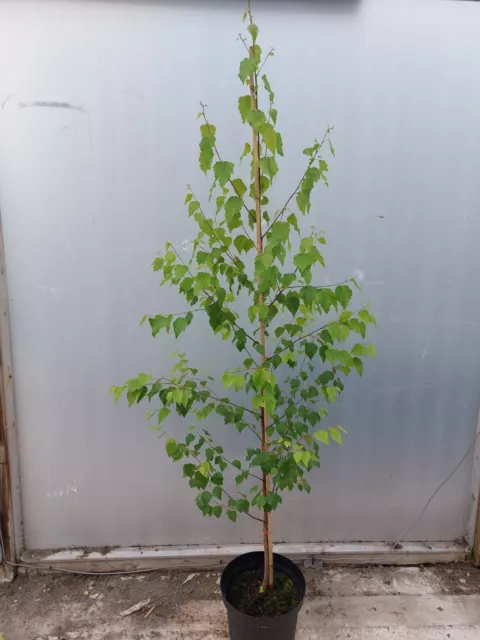 6 - 8ft 10 litre potted Silver Birch Tree, Betula Pendula, Native.