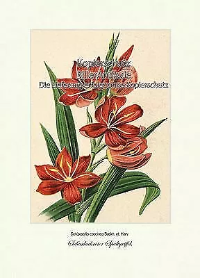 Scharlachroter Spaltgriffel Schizostylis coccinea Sumpfgladiole Vilmorin A4 212