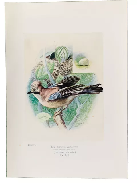 Jay  Bird Original 1910 Vintage Book Plate Pl77