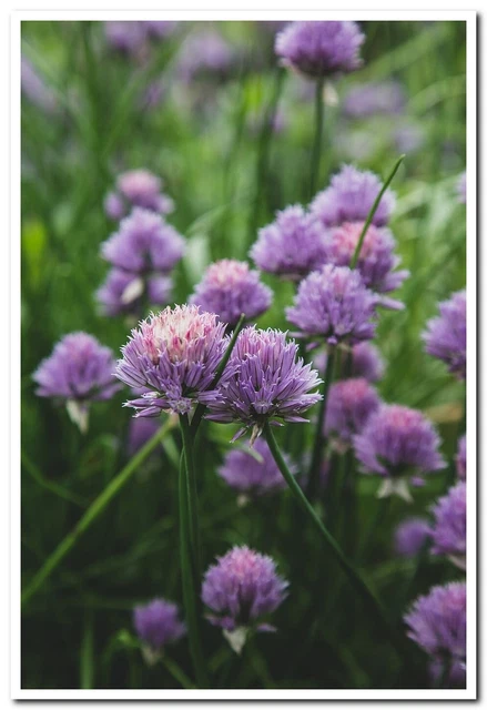 chives blossom garden nature wild purple3 Postcard