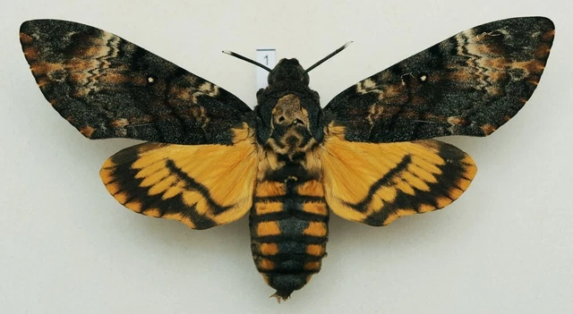 Acherontia atropos - Death's-head Hawk-moth - #1 - wingspan 122 mm - female